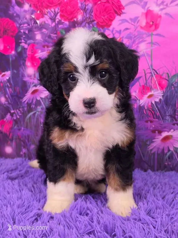 Hopscotch 🐶 – Miniature Bernedoodle puppy for sale in Walnut Creek, OH