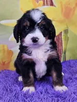 Bucky, a male Miniature Bernedoodle for sale in Walnut Creek, OH – Photo 2 of 5