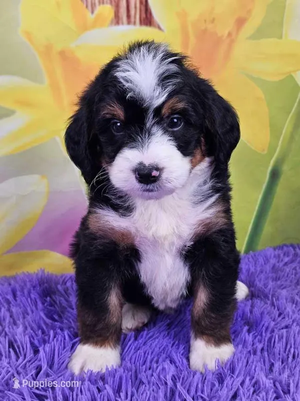 Bucky – Miniature Bernedoodle puppy for sale in Walnut Creek, OH