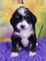 Bucky, a male Miniature Bernedoodle for sale in Walnut Creek, OH – Photo 1 of 5