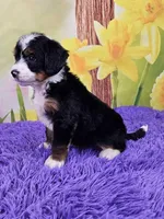 Bucky, a male Miniature Bernedoodle for sale in Walnut Creek, OH – Photo 4 of 5
