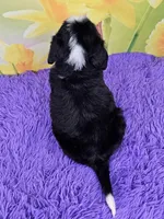 Bucky, a male Miniature Bernedoodle for sale in Walnut Creek, OH – Photo 5 of 5