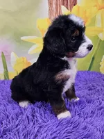 Bucky, a male Miniature Bernedoodle for sale in Walnut Creek, OH – Photo 3 of 5