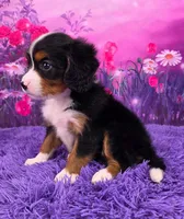 Leyla Mini Bernese 🐶, a female Bernese Mountain Dog and Cavalier King Charles Spaniel for sale in Walnut Creek, OH – 3 of 7