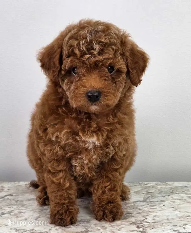 Finley  – Poodle - Miniature  puppy for sale in Walnut Creek, OH