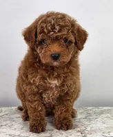 Finley , a female Poodle - Miniature  for sale in Walnut Creek, OH – 1 of 7