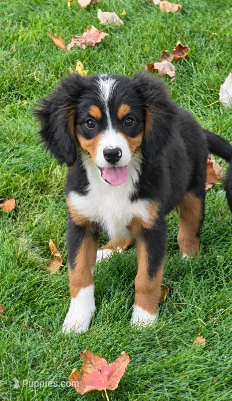 Leyla Mini Bernese 🐶 – Bernese Mountain Dog, Cavalier King Charles Spaniel puppy for sale in Walnut Creek, OH