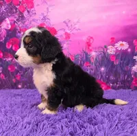Howie 🐶, a male Miniature Bernedoodle for sale in Walnut Creek, OH – 3 of 5