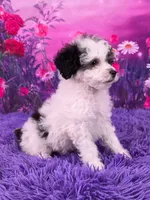 Cookie, a male Poodle - Miniature  for sale in Walnut Creek, OH – 2 of 7