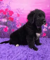 Apollo, a male Golden Mountain Doodle for sale in Walnut Creek, OH – Photo 2 of 6