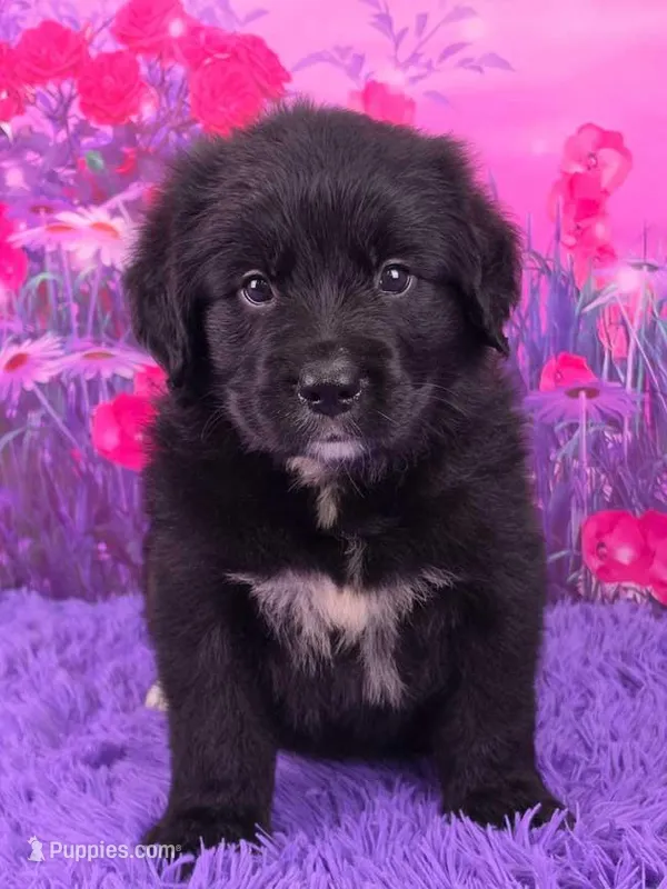 Apollo – Golden Mountain Doodle puppy for sale in Walnut Creek, OH