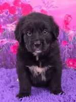 Apollo, a male Golden Mountain Doodle for sale in Walnut Creek, OH – Photo 1 of 6