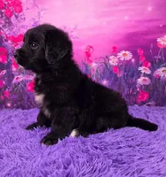 Apollo, a male Golden Mountain Doodle for sale in Walnut Creek, OH – Photo 3 of 6