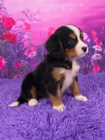 Trina Mini Bernese, a female Bernese Mountain Dog and Cavalier King Charles Spaniel for sale in Walnut Creek, OH – 2 of 7