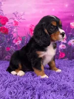 Nina Mini Bernese 🐶, a female Bernese Mountain Dog and Cavalier King Charles Spaniel for sale in Walnut Creek, OH – 2 of 7