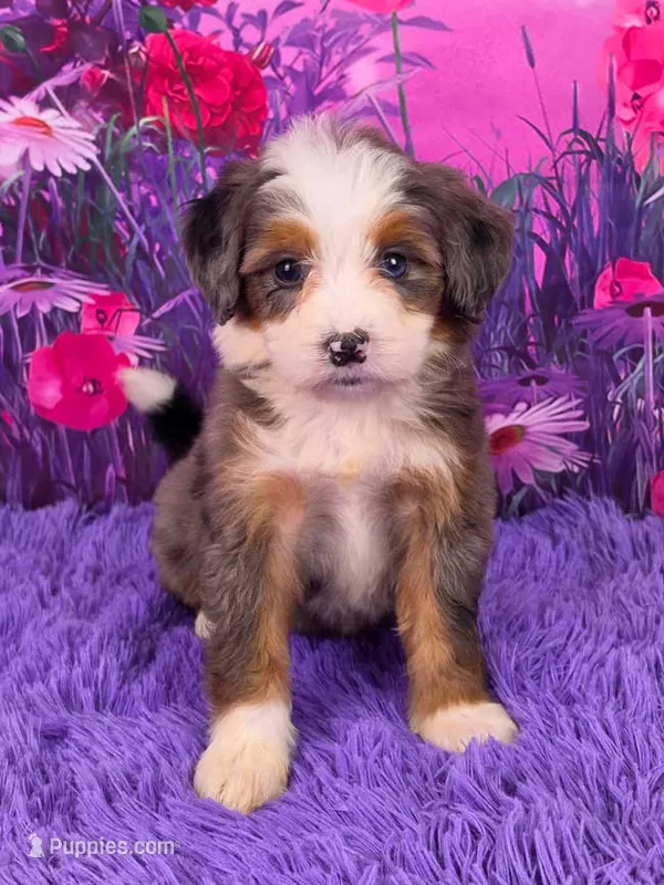 Natalie Mini Bernedoodle 🐶 – Miniature Bernedoodle puppy for sale in Walnut Creek, OH