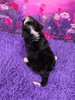 Howie 🐶, a male Miniature Bernedoodle for sale in Walnut Creek, OH – 4 of 5