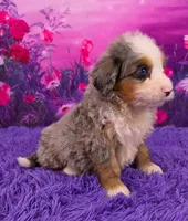 Kodiak 🐶, a male Miniature Bernedoodle for sale in Walnut Creek, OH – 2 of 5