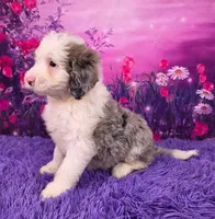 Smokey Mini Sheepadoodle 🐶, a male Poodle - Miniature  and Sheepadoodle for sale in Walnut Creek, OH – 3 of 7