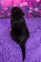 Arthur, a male Golden Mountain Doodle for sale in Walnut Creek, OH – Photo 4 of 6