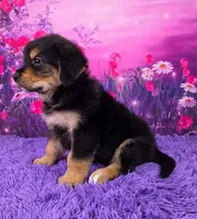 Arthur, a male Golden Mountain Doodle for sale in Walnut Creek, OH – Photo 3 of 6