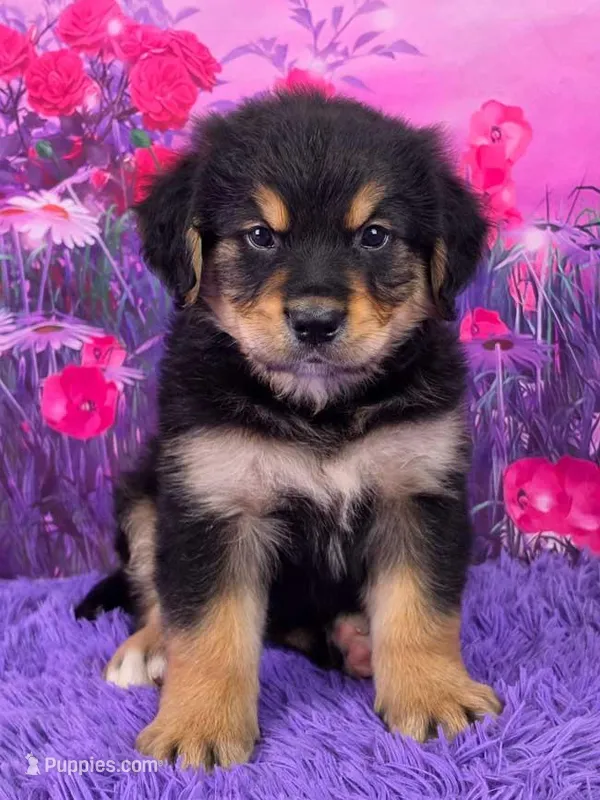 Arthur – Golden Mountain Doodle puppy for sale in Walnut Creek, OH