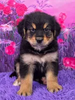 Arthur, a male Golden Mountain Doodle for sale in Walnut Creek, OH – Photo 1 of 6