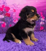 Arthur, a male Golden Mountain Doodle for sale in Walnut Creek, OH – Photo 2 of 6