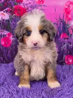 Kodiak 🐶, a male Miniature Bernedoodle for sale in Walnut Creek, OH – 1 of 5