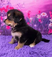 April, a female Golden Mountain Doodle for sale in Walnut Creek, OH – Photo 3 of 6