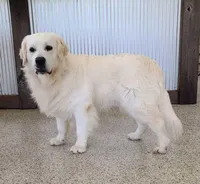 April, a female Golden Mountain Doodle for sale in Walnut Creek, OH – Photo 6 of 6