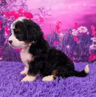 Hopscotch 🐶, a female Miniature Bernedoodle for sale in Walnut Creek, OH – 3 of 5