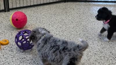 Karma 🐶, a female Miniature Bernedoodle for sale in Walnut Creek, OH – 5 of 5