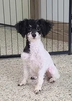 Confetti, a female Poodle - Miniature  for sale in Walnut Creek, OH – 5 of 6