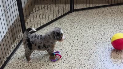 Nova Mini Bernedoodle 🐶, a female Miniature Bernedoodle for sale in Walnut Creek, OH – 5 of 7