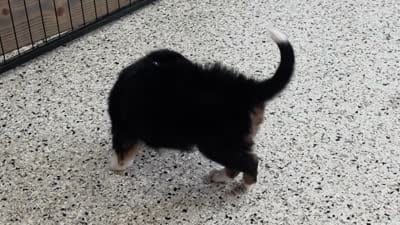 Trina Mini Bernese, a female Bernese Mountain Dog and Cavalier King Charles Spaniel for sale in Walnut Creek, OH – 5 of 7