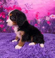 Lego Mini Bernese 🐶, a male Bernese Mountain Dog and Cavalier King Charles Spaniel for sale in Walnut Creek, OH – 3 of 7