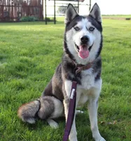 Oscar , a male Goberian for sale in Walnut Creek, OH – 7 of 7