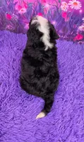Hopscotch 🐶, a female Miniature Bernedoodle for sale in Walnut Creek, OH – 4 of 5