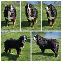 Tuffy Mini Bernese, a male Bernese Mountain Dog and Cavalier King Charles Spaniel for sale in Walnut Creek, OH – 6 of 7