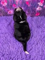 Niles Mini Bernedoodle 🐶, a male Miniature Bernedoodle for sale in Walnut Creek, OH – 4 of 7