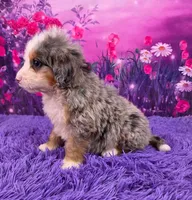 Kodiak 🐶, a male Miniature Bernedoodle for sale in Walnut Creek, OH – 3 of 5
