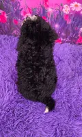 Stella Mini Sheepadoodle 🐶, a female Poodle - Miniature  and Sheepadoodle for sale in Walnut Creek, OH – 4 of 7