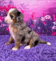 Nellie Mini Bernedoodle 🐶, a female Miniature Bernedoodle for sale in Walnut Creek, OH – 3 of 7