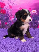Niles Mini Bernedoodle 🐶, a male Miniature Bernedoodle for sale in Walnut Creek, OH – 3 of 7