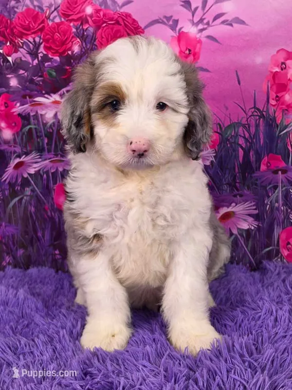 Smokey Mini Sheepadoodle 🐶 – Poodle - Miniature , Sheepadoodle puppy for sale in Walnut Creek, OH