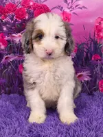 Smokey Mini Sheepadoodle 🐶, a male Poodle - Miniature  and Sheepadoodle for sale in Walnut Creek, OH – 1 of 7