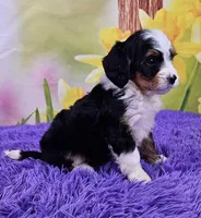 Breve, a female Miniature Bernedoodle for sale in Walnut Creek, OH – Photo 2 of 4
