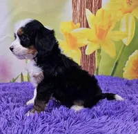 Breve, a female Miniature Bernedoodle for sale in Walnut Creek, OH – Photo 3 of 4
