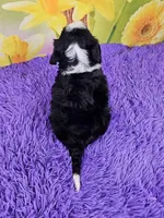 Breve, a female Miniature Bernedoodle for sale in Walnut Creek, OH – Photo 4 of 4